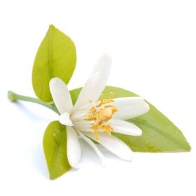 Angel's Mist Neroli Essential Oil