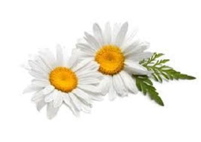 Angel's Mist Chamomile Essential Oil