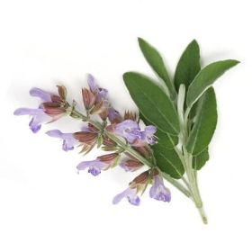 Angel's Mist Clary Sage Essential Oil