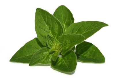 Angel's Mist Oregano Essential Oil