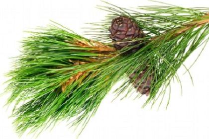 Angel's Mist Pine Essential Oil