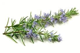 Angel's Mist Rosemary Essential Oil