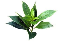 Angel's Mist Tea Tree Essential Oil