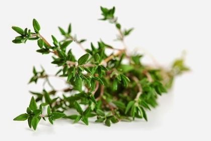 Angel's Mist Thyme Essential Oil