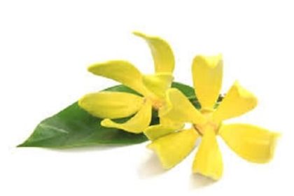 Angel's Mist Ylang Ylang Essential Oil